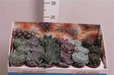 Echeveria Mix Showdoos