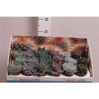 Echeveria Mix Showdoos