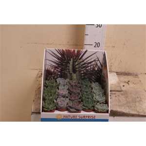 Echeveria Mix Showdoos