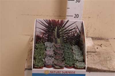 Echeveria Mix Showdoos