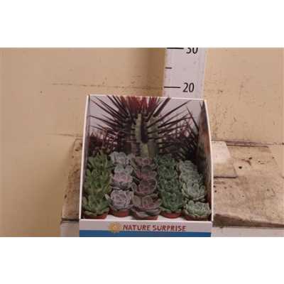Echeveria Mix Showdoos