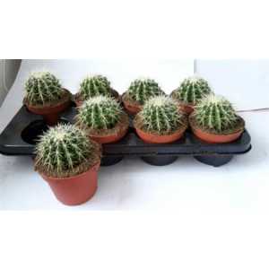 Echinocactus Grusonii