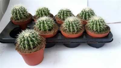 Echinocactus Grusonii