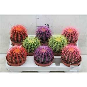 Echinocactus Rainbow Mix
