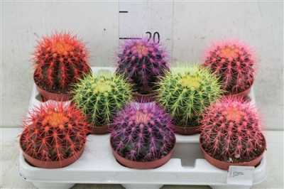 Echinocactus Rainbow Mix