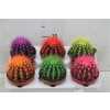Echinocactus Rainbow Mix