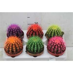 Echinocactus Rainbow Mix