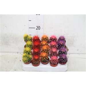 Echinocactus Rainbow Mix