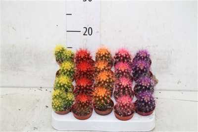Echinocactus Rainbow Mix
