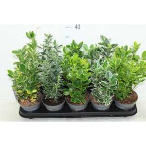 Euonymus Jap Gemengd
