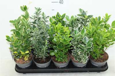 Euonymus Jap Gemengd