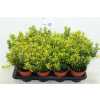 Euonymus Jap Micr.aureov