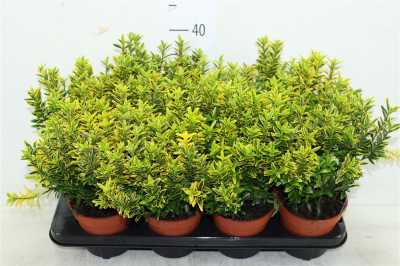Euonymus Jap Micr.aureov