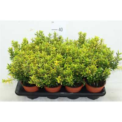 Euonymus Jap Micr.aureov