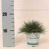 Festuca Gl. Compacta Blue