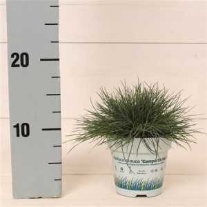 Festuca Gl. Compacta Blue