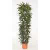 Ficus Alii King Zuil