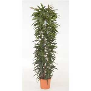 Ficus Alii King Zuil