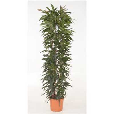 Ficus Alii King Zuil