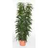 Ficus Alii King Zuil P29