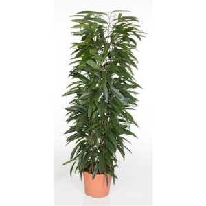 Ficus Alii King Zuil P29