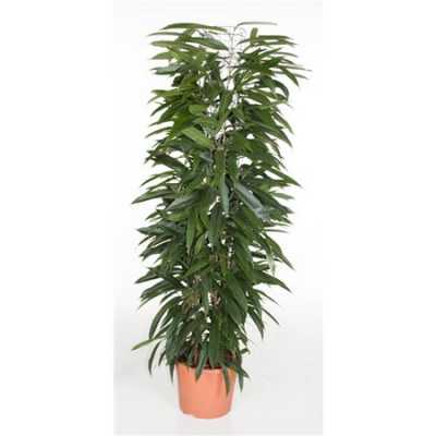 Ficus Alii King Zuil P29