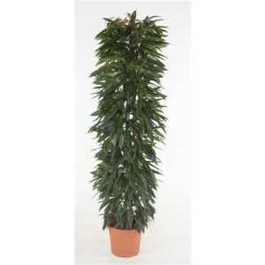 Ficus Alii King Zuil P35