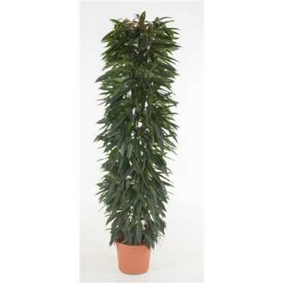 Ficus Alii King Zuil P35