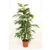Ficus Amstel King