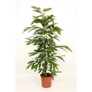 Ficus Amstel King