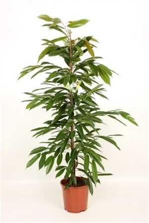 Ficus Amstel King