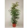 Ficus Binnendijki Alii