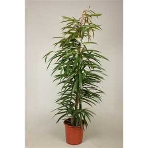 Ficus Binnendijki Alii