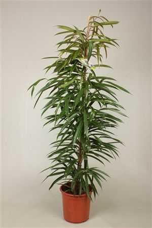 Ficus Binnendijki Alii