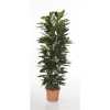 Ficus Cyatistipula Zuil P31
