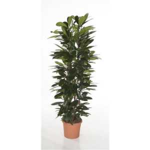Ficus Cyatistipula Zuil P31