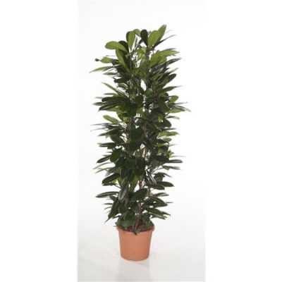 Ficus Cyatistipula Zuil P31