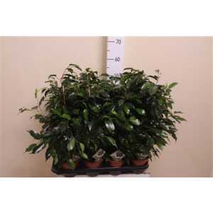 Ficus Danielle
