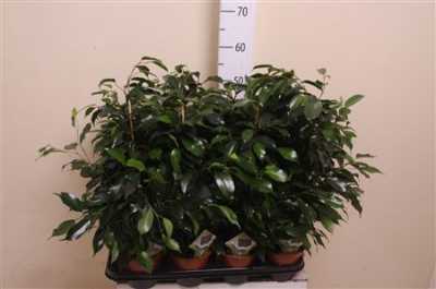 Ficus Danielle