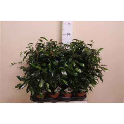 Ficus Danielle