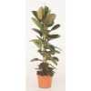 Ficus Elastica Robusta 2pp P27