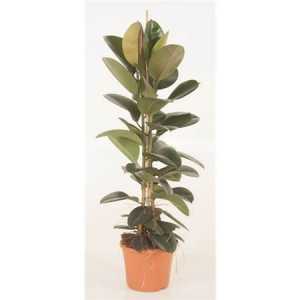 Ficus Elastica Robusta 2pp P27