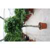 Ficus Exotica Op Stam
