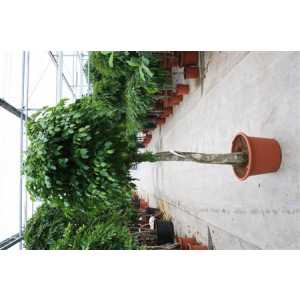 Ficus Exotica Op Stam