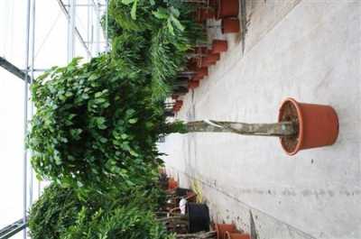 Ficus Exotica Op Stam