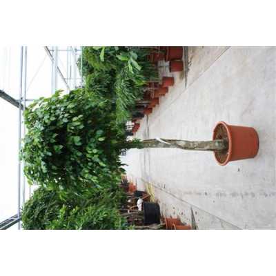 Ficus Exotica Op Stam