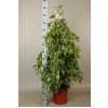 Ficus Golden King