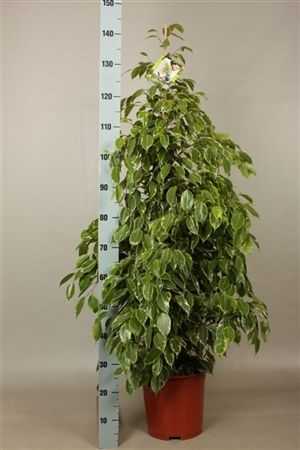 Ficus Golden King
