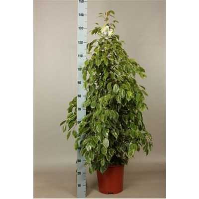 Ficus Golden King