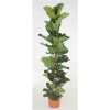 Ficus Lyrata 1pp